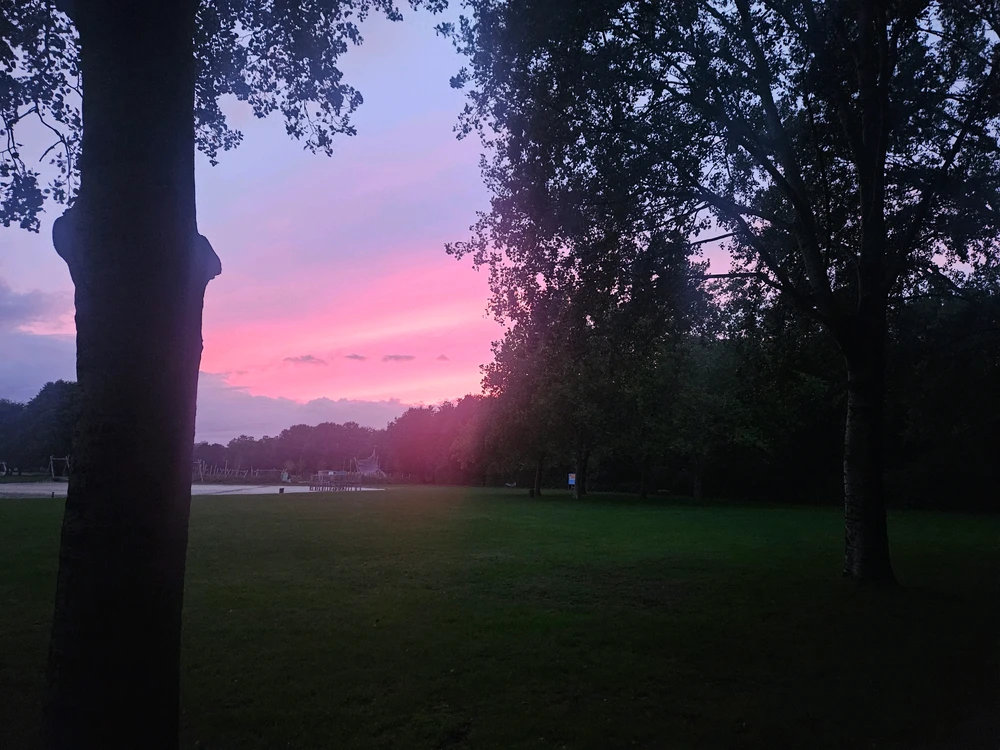 Sunset between the trees 