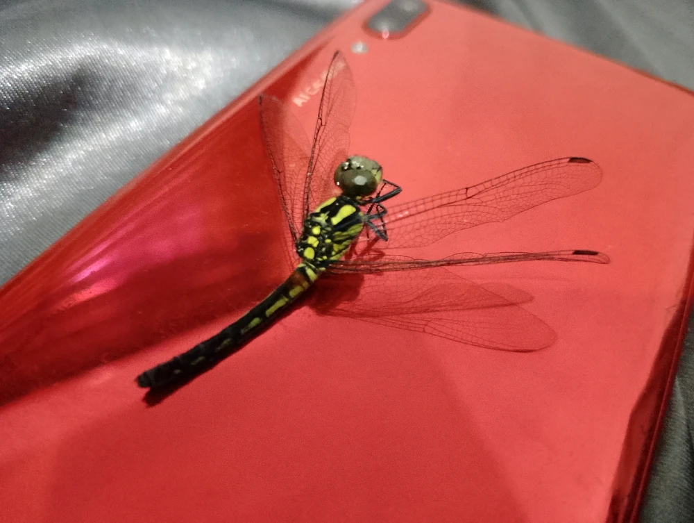 Image uploaded by Hanael