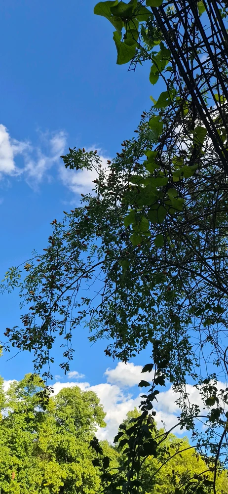 GIF eropgeluede vum Vini