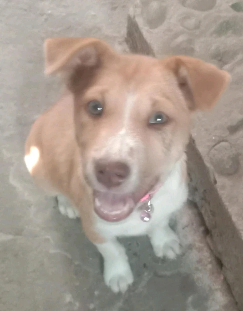 GIF imtella' minn Chimus