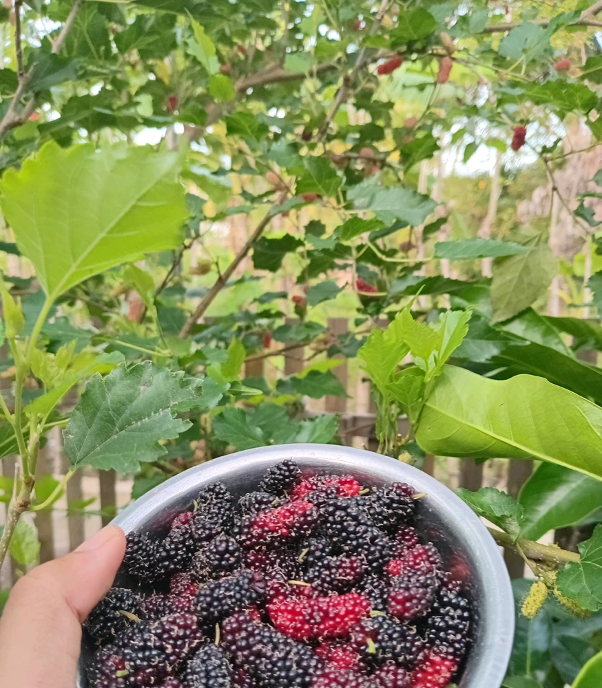 MARDHA erabiltzaileak igotako GIFa