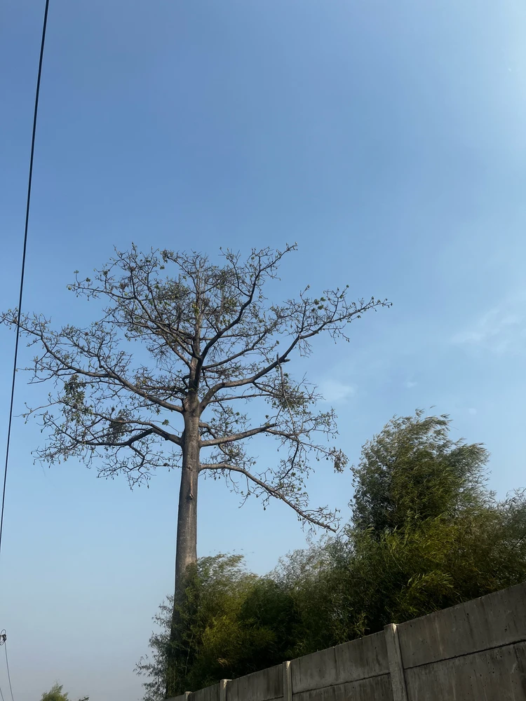 Ayu pranata يۈكلىگەن GIF