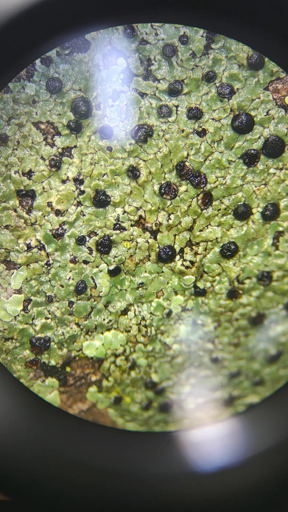 Isabela上傳的圖片