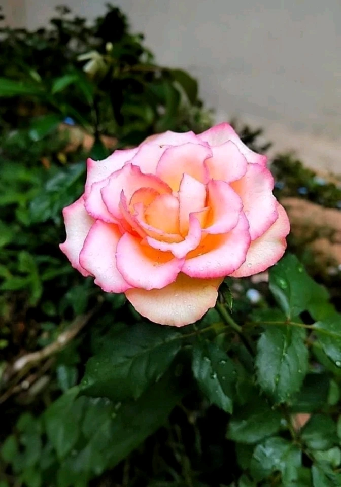د Love لخوا اپلوډ شوی انځور