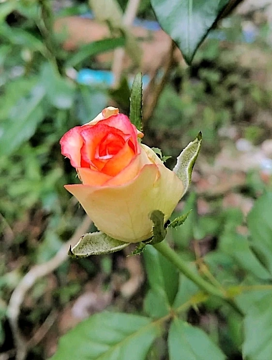 د Love لخوا اپلوډ شوی انځور