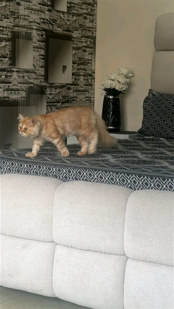GIF uploaded by Shaz Shaikh