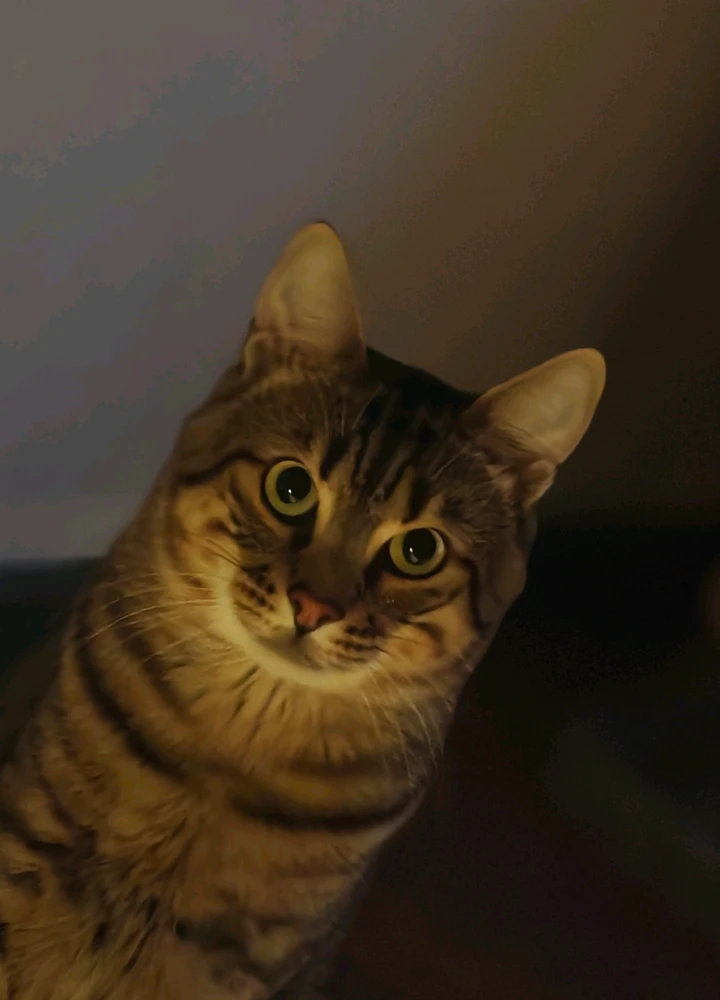 GIF uaslódáilte ag Boriss