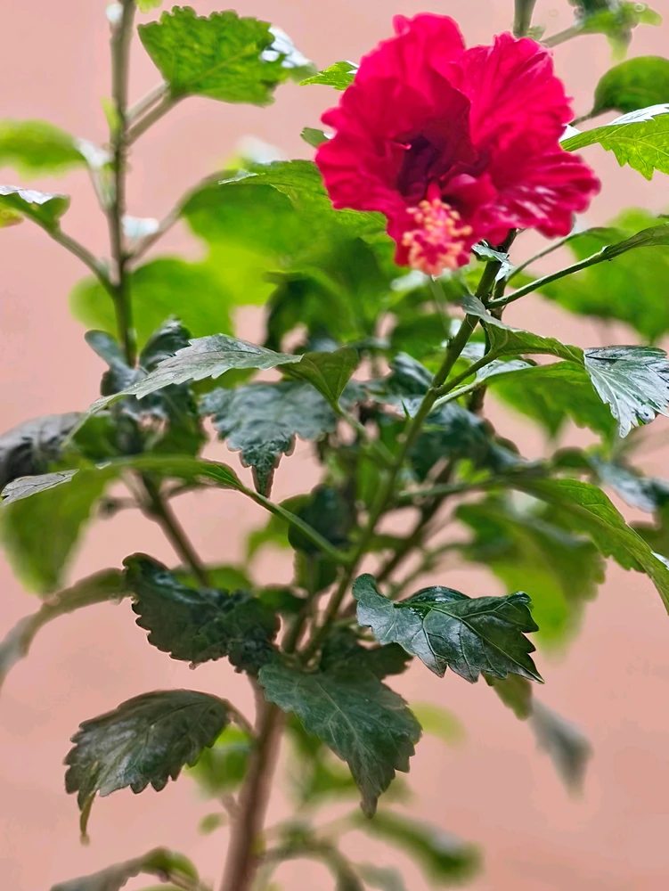 Gambar diunggah ku G Giri Charan