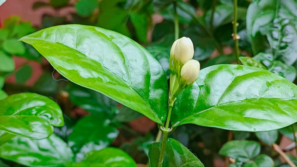 Gambar diunggah ku G Giri Charan