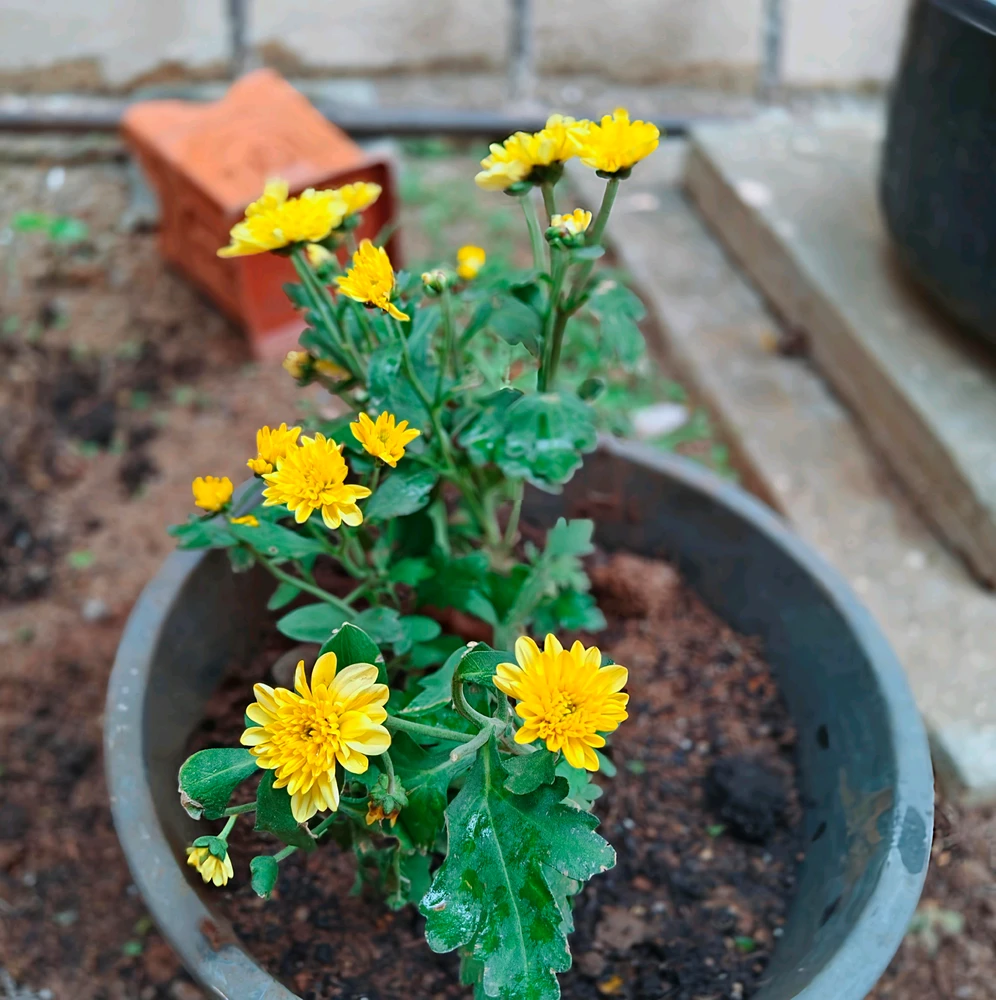 Gambar diunggah ku G Giri Charan