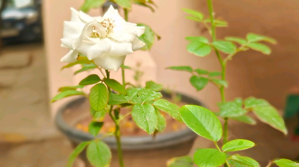 Gambar diunggah ku G Giri Charan