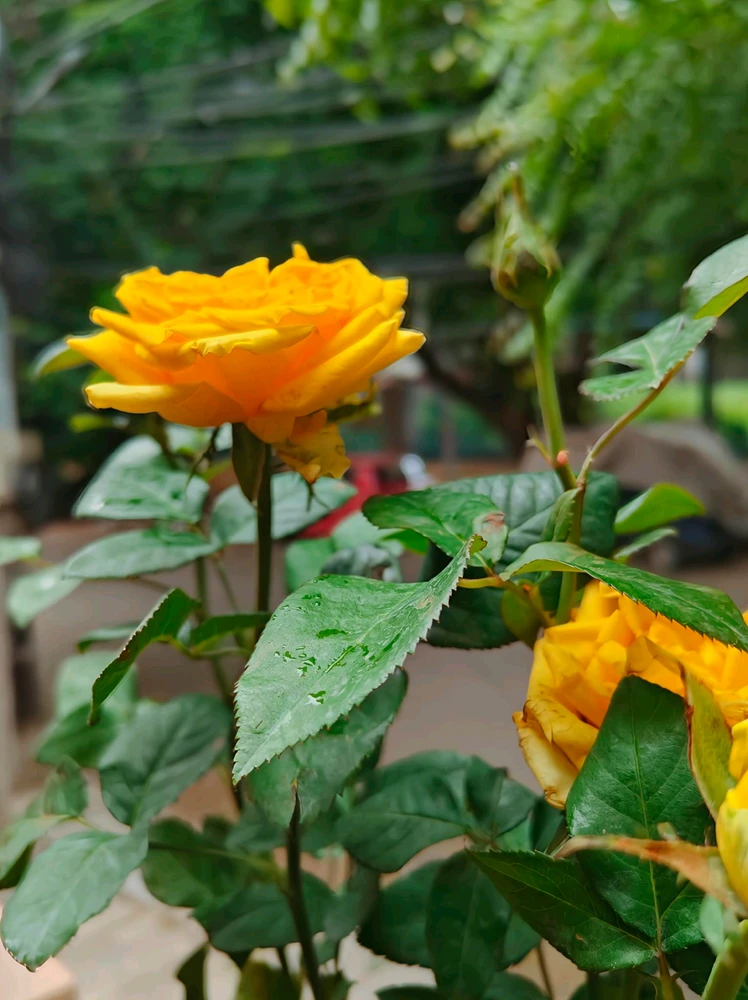 Gambar diunggah ku G Giri Charan