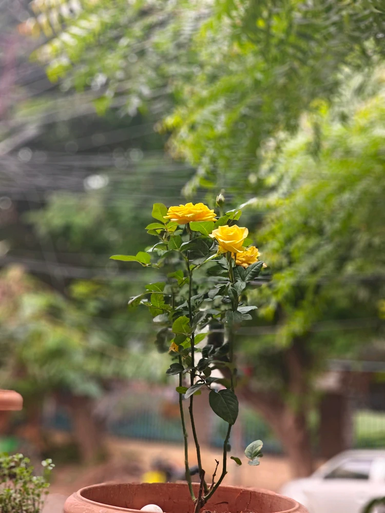 Gambar diunggah ku G Giri Charan