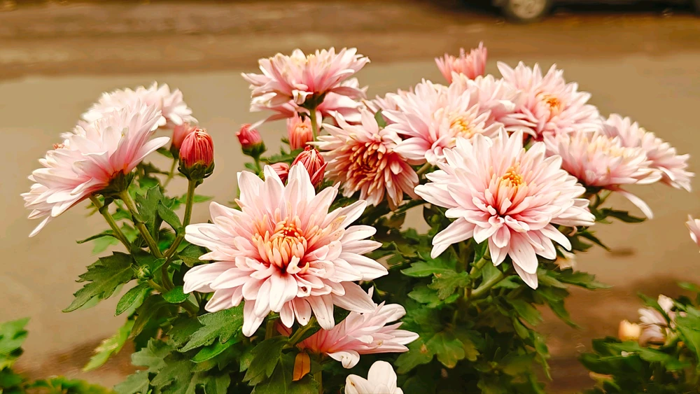 Gambar diunggah ku G Giri Charan