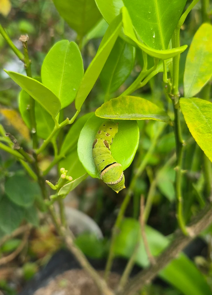 Ari द्वारा अपलोड किया गया GIF