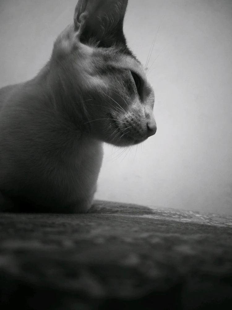 تصویر آپلود شده توسط Deepak Pant