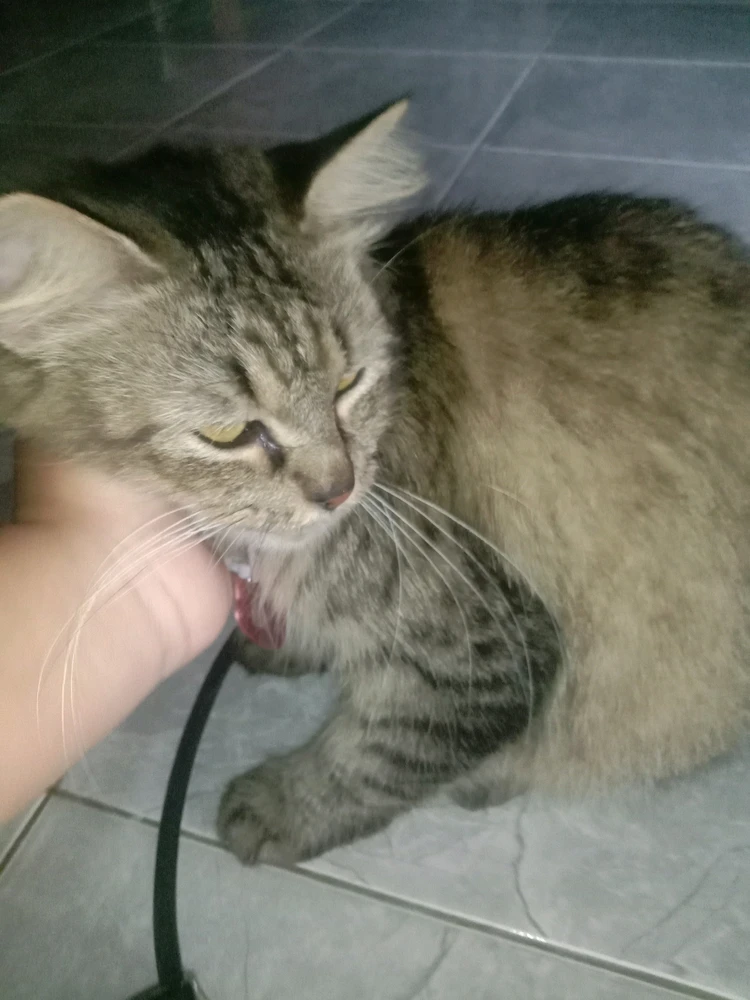 GIF subido por kinar