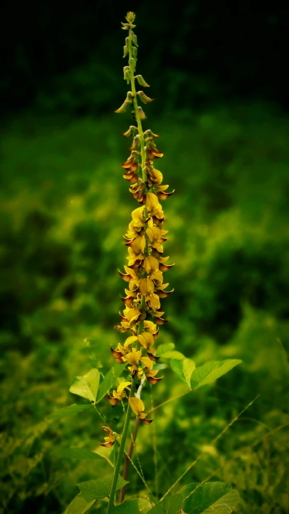 GIF uploaded by Biswadip Chatterjee