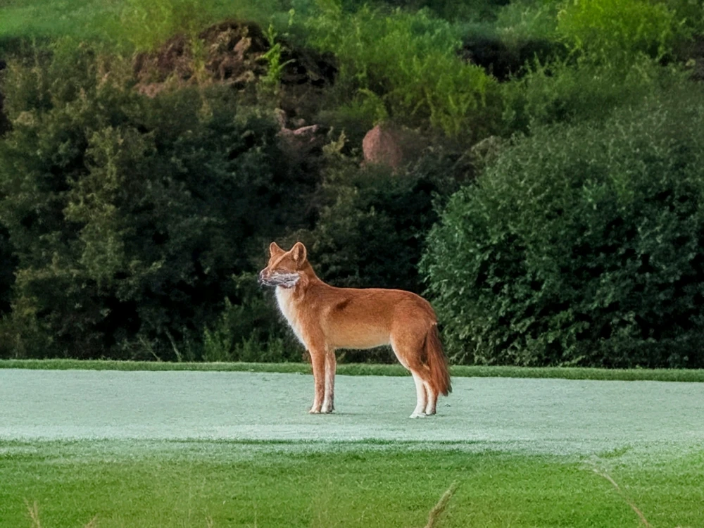 Mr. Coyote 