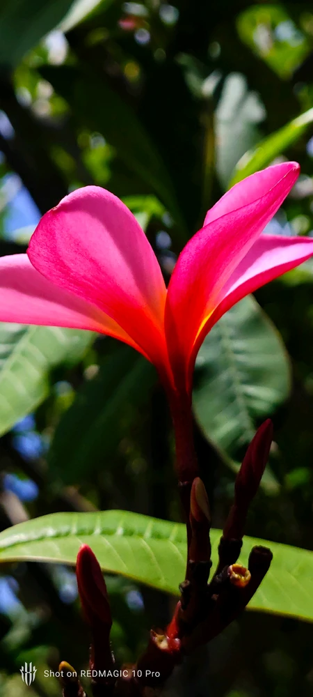 Image uploaded by Vikram