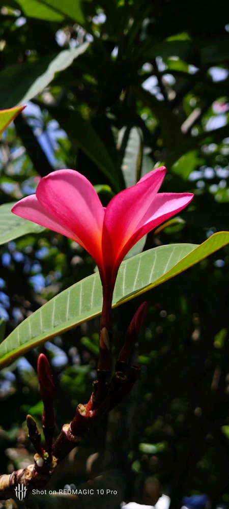 Image uploaded by Vikram