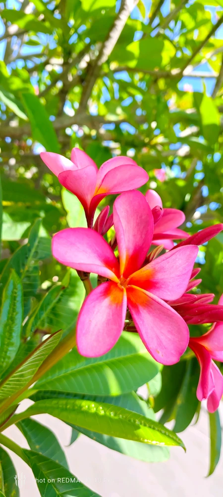 Image uploaded by Vikram
