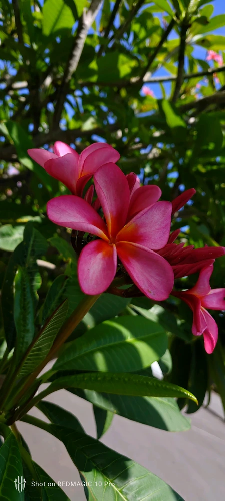 Image uploaded by Vikram