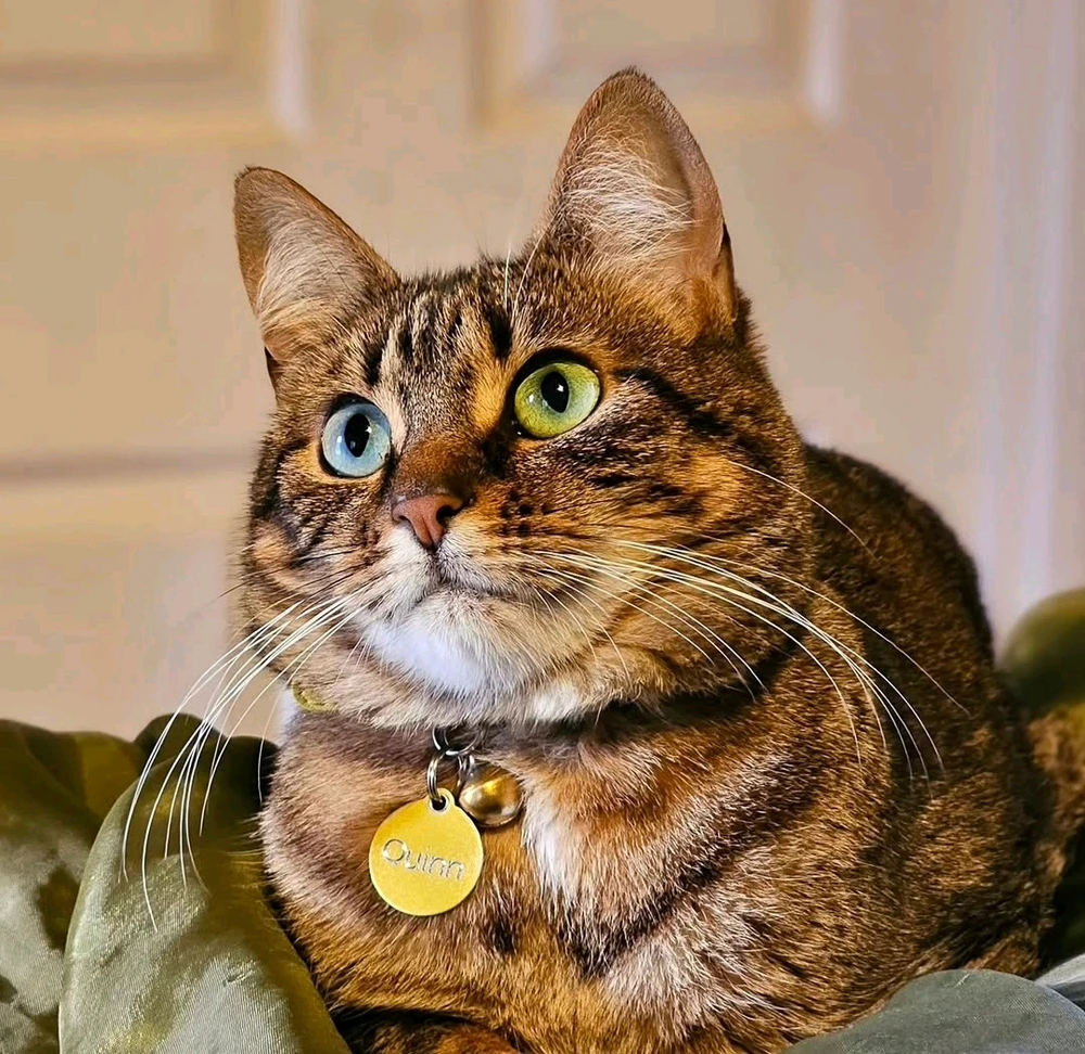 GIF tí ●  Mizzy  ● gbé sókè