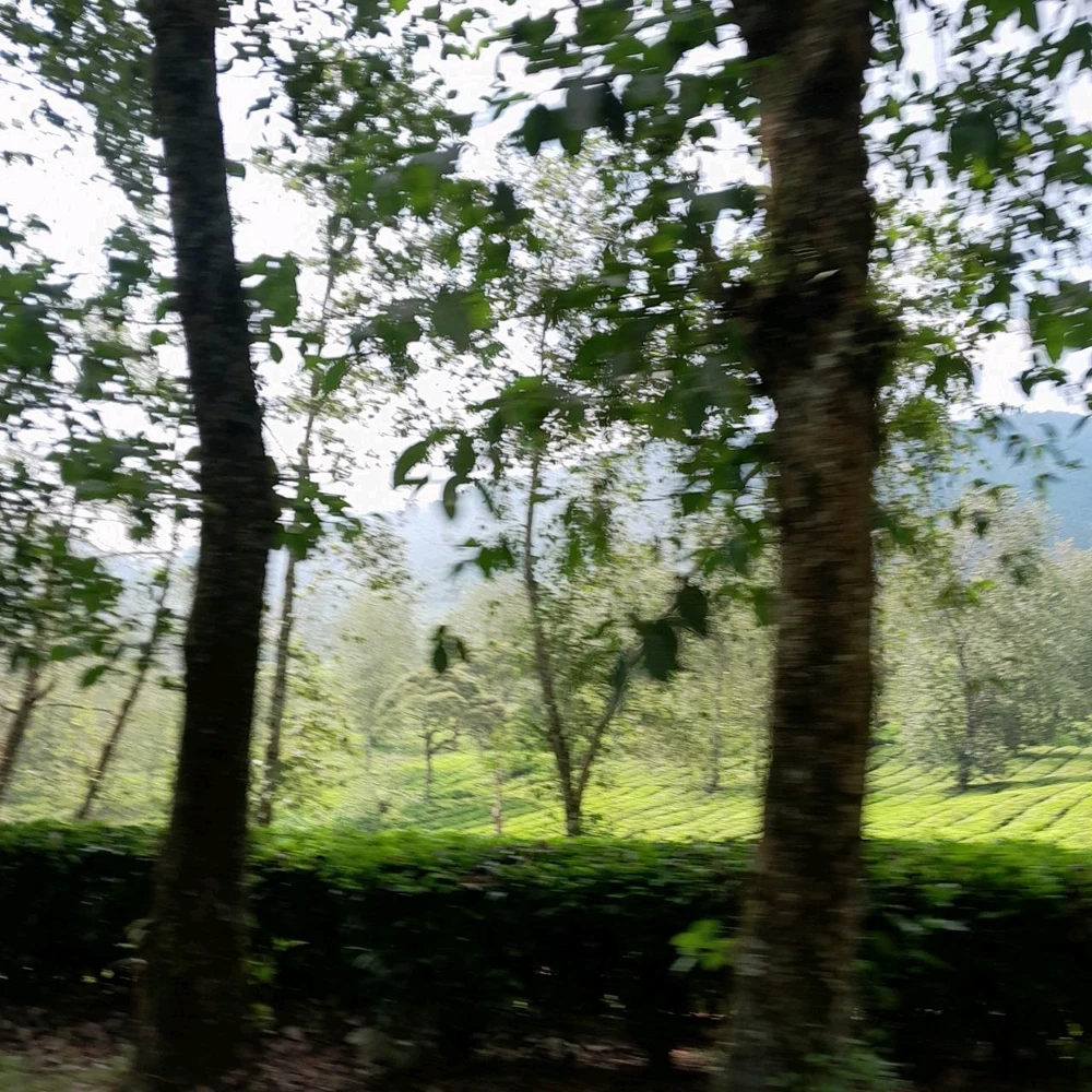 由Devanya上传的图片