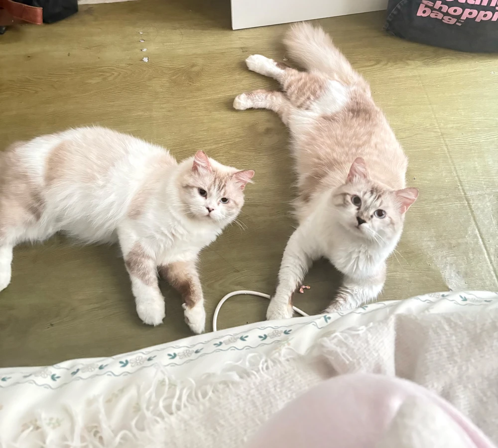 Imej dimuat naik oleh Kayla