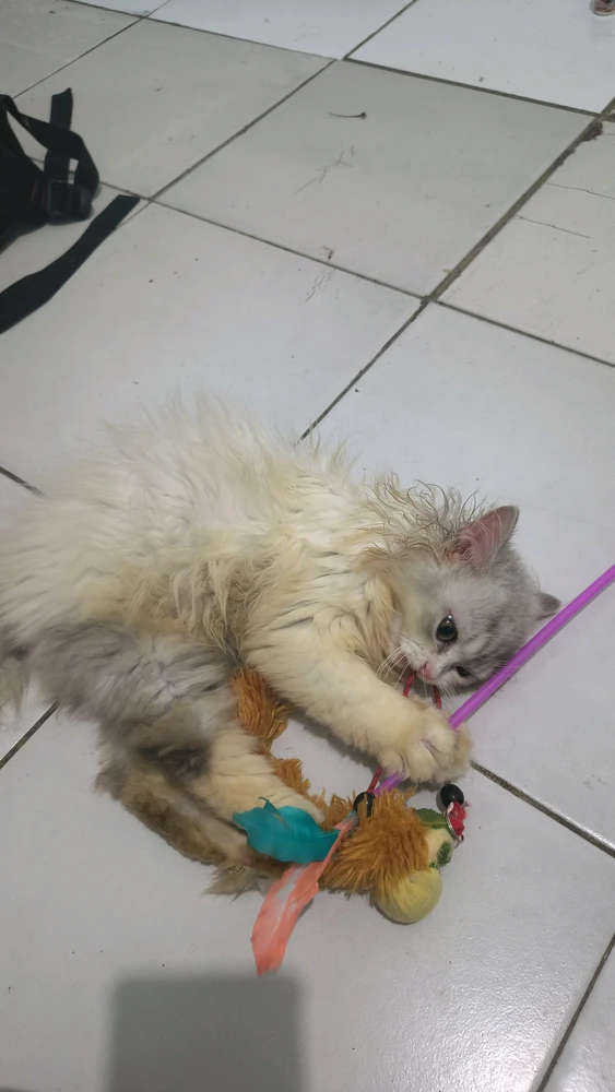 GIF uploaded by Yasrul