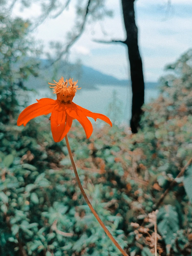 Mg上传的GIF