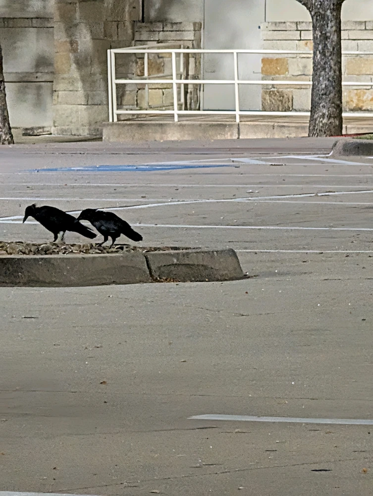 Raven tomonidan yuklangan rasm