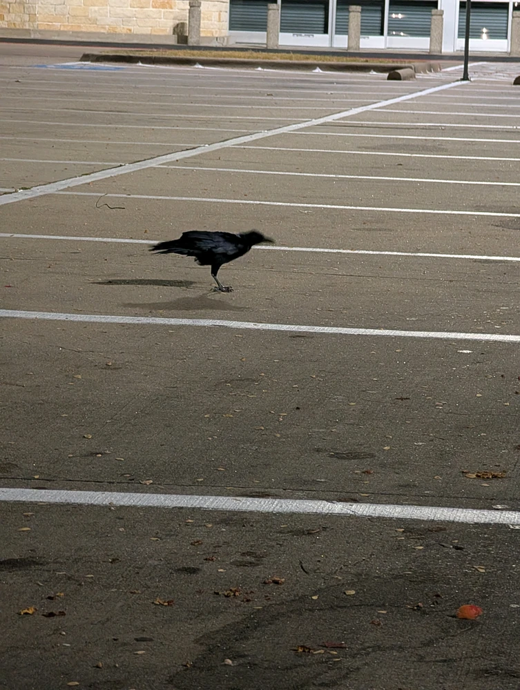 Raven tomonidan yuklangan rasm