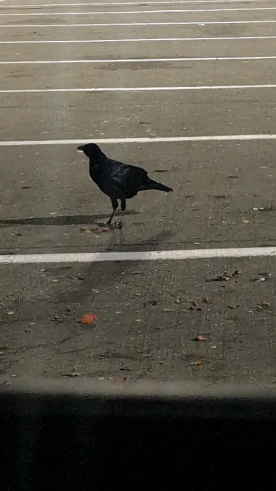 Raven tomonidan yuklangan rasm