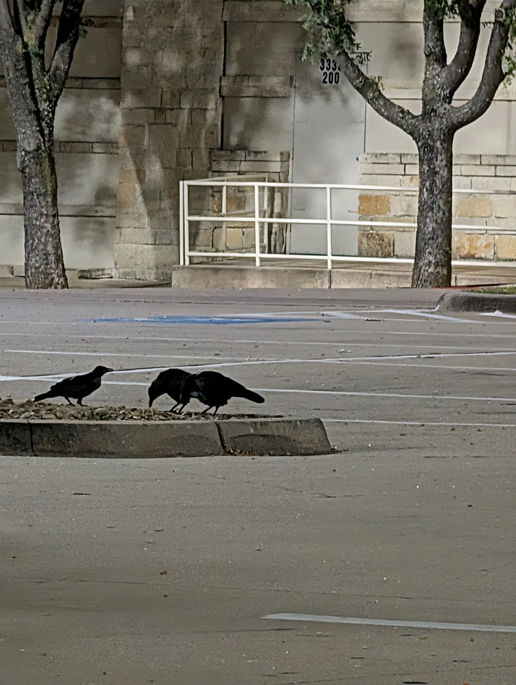 Raven tomonidan yuklangan rasm