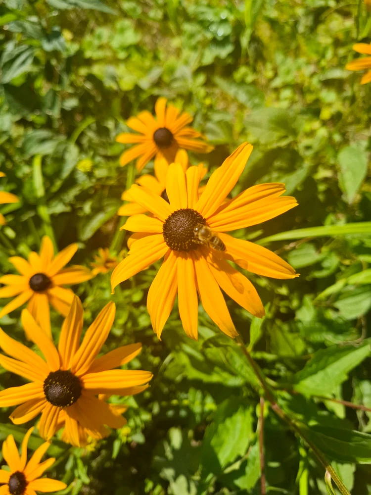 hana দ্বাৰা আপলোড কৰা ছবি