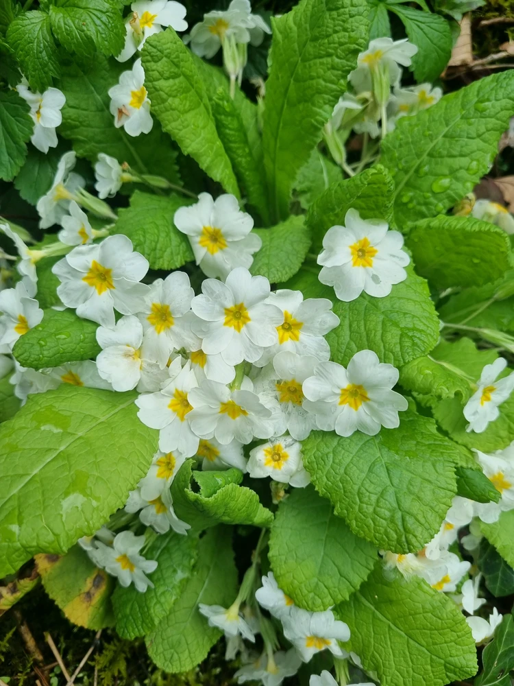 hana দ্বাৰা আপলোড কৰা ছবি