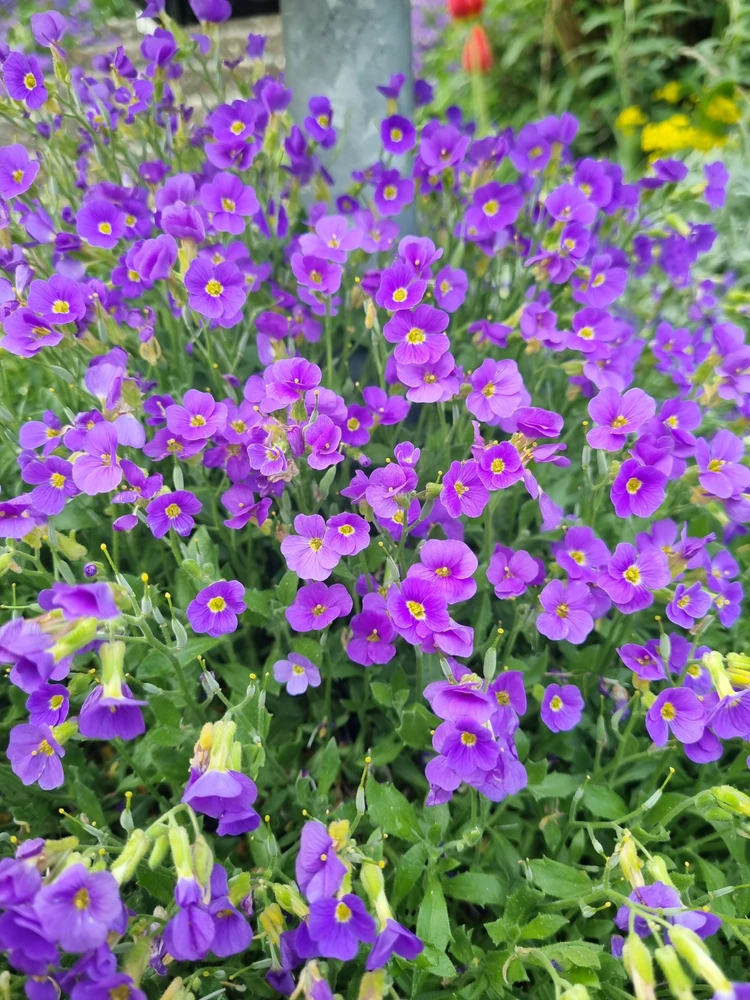 hana দ্বাৰা আপলোড কৰা ছবি