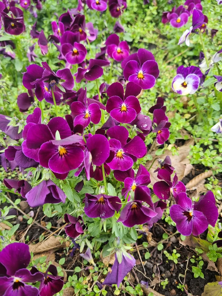 hana দ্বাৰা আপলোড কৰা ছবি