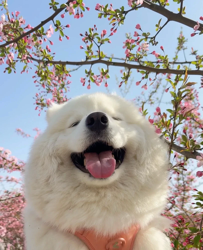 GIF uppladdad av 清风