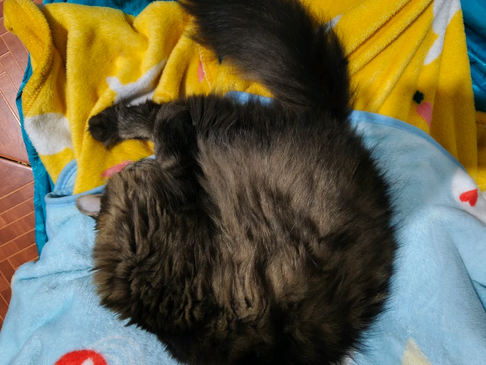 GIF uploaded by Kan Unique(⁠ ⁠ꈍ⁠ᴗ⁠ꈍ⁠)カンイヤー