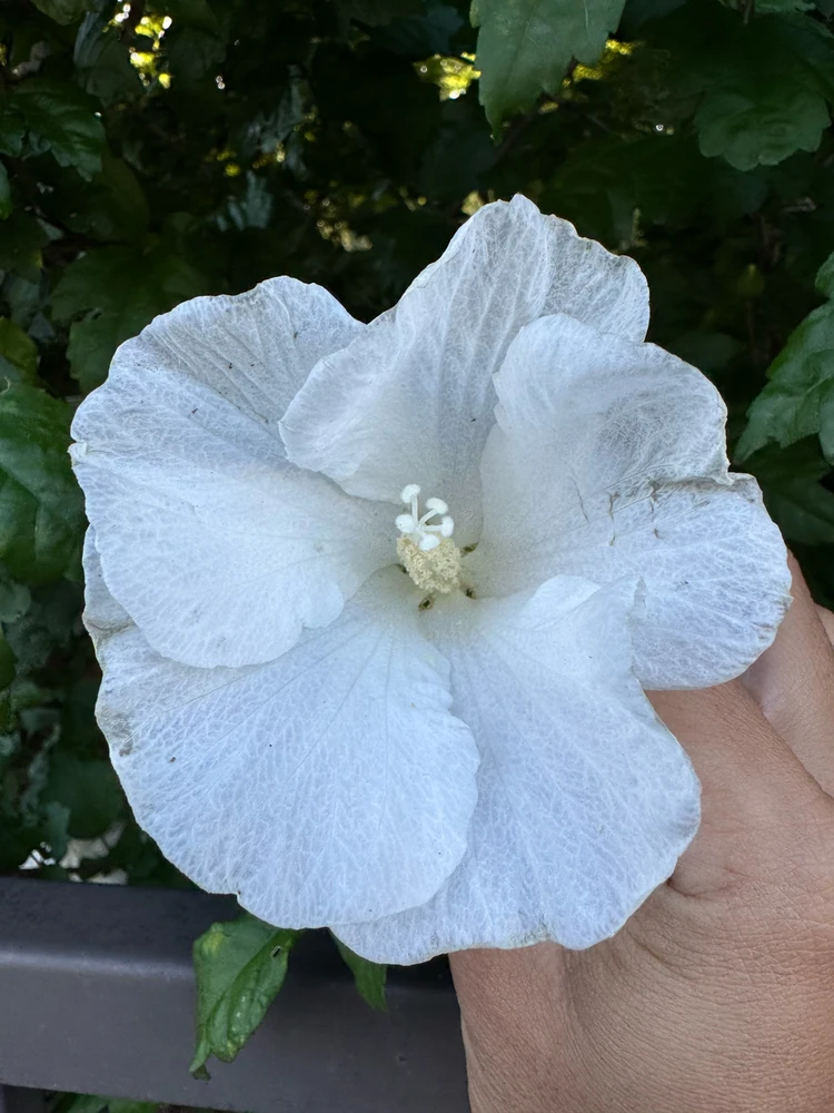 Divania দ্বাৰা আপলোড কৰা ছবি