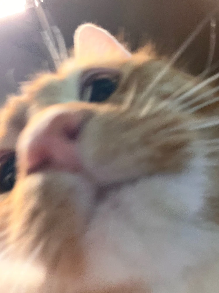 GIF uploaded by Ombi