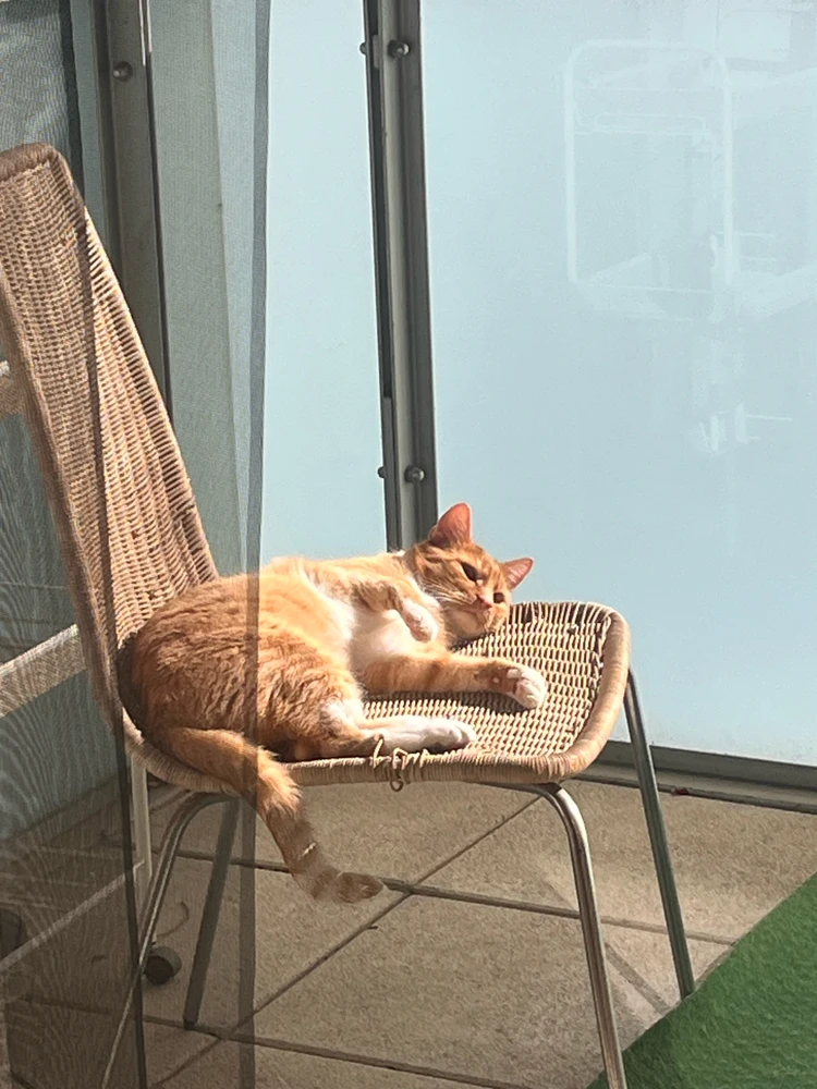 GIF uploaded by Ombi
