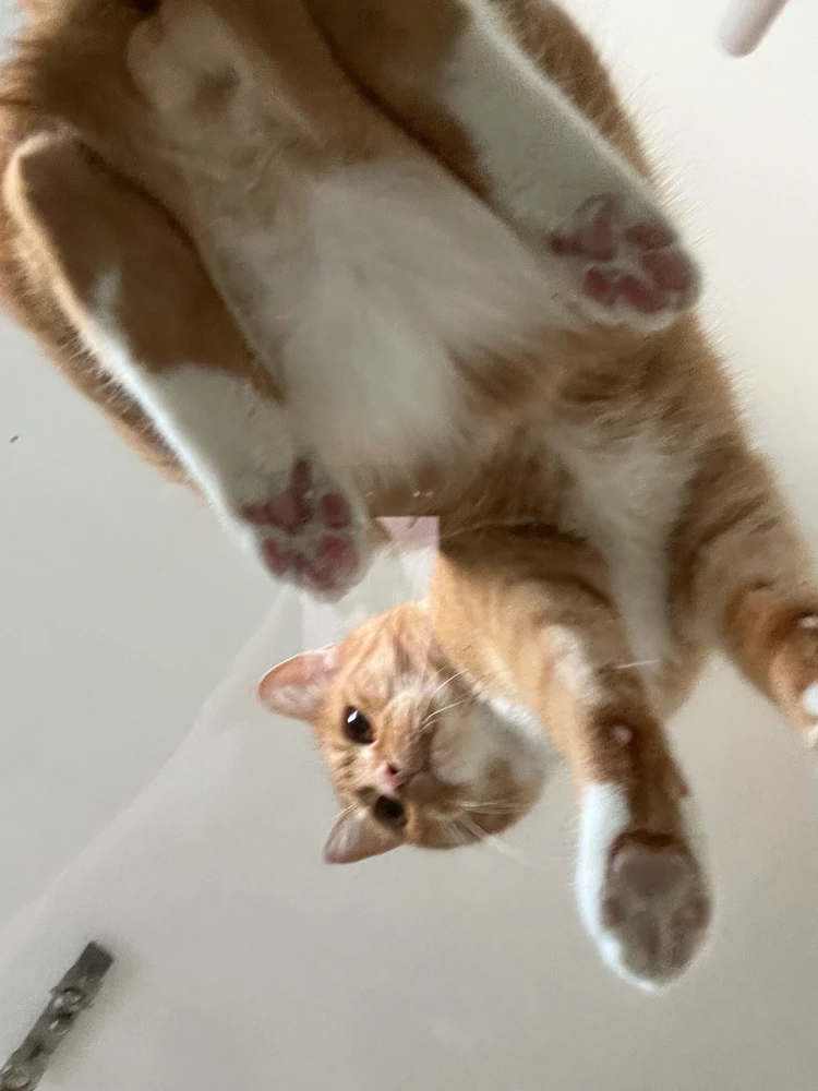 GIF uploaded by Ombi