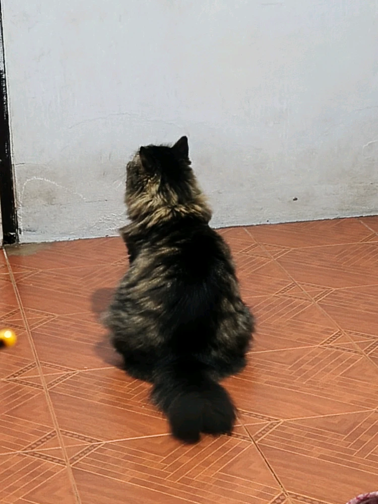 GIF-tiedoston lisäsi Kan Unique(⁠ ⁠ꈍ⁠ᴗ⁠ꈍ⁠)カンイヤー
