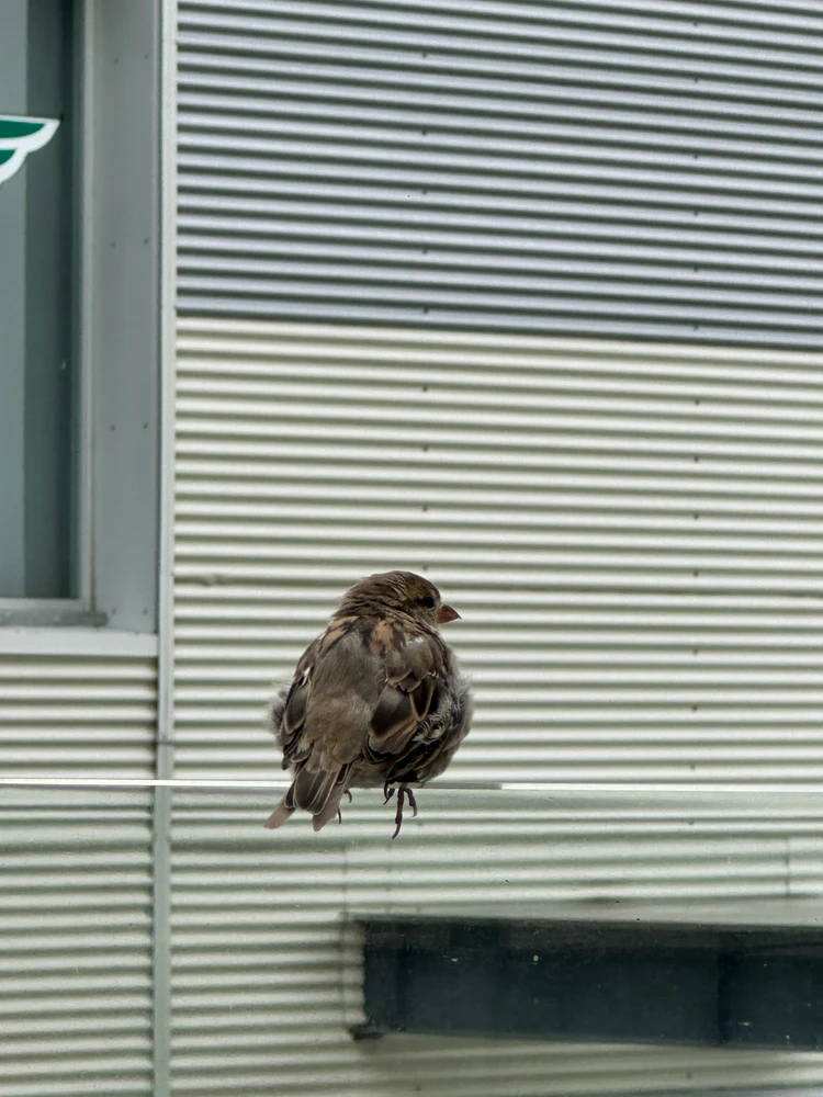GIF uploaded by Santiago Daniel