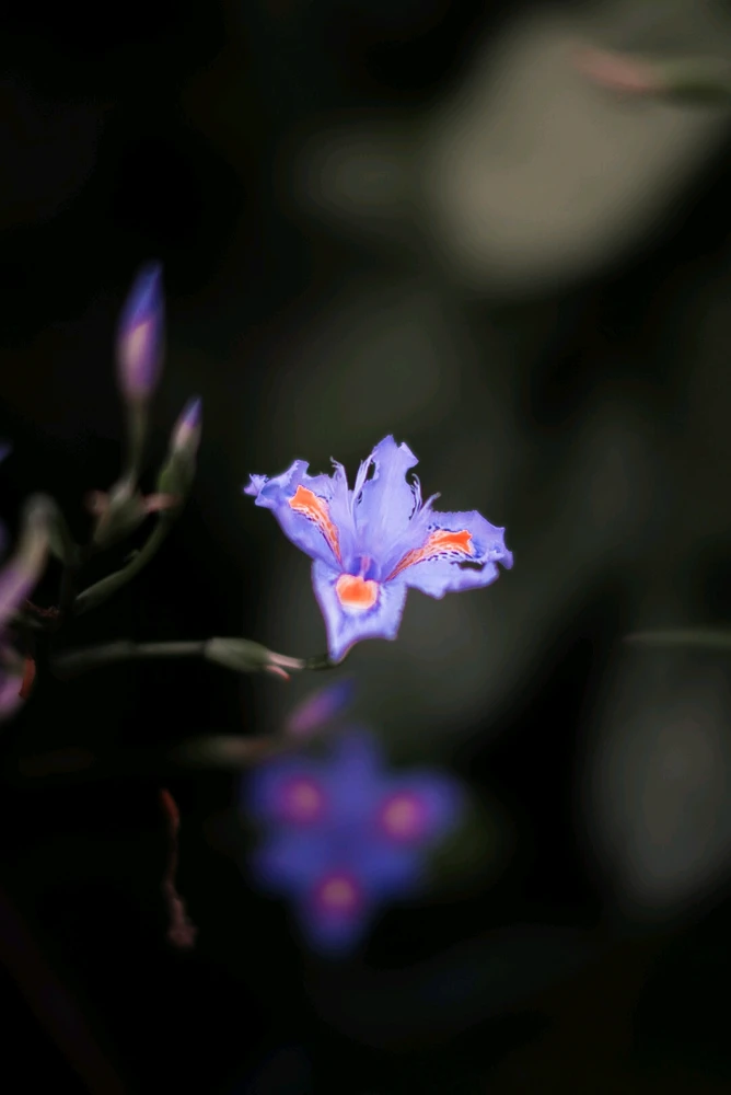 Image uploaded by Eduarda
