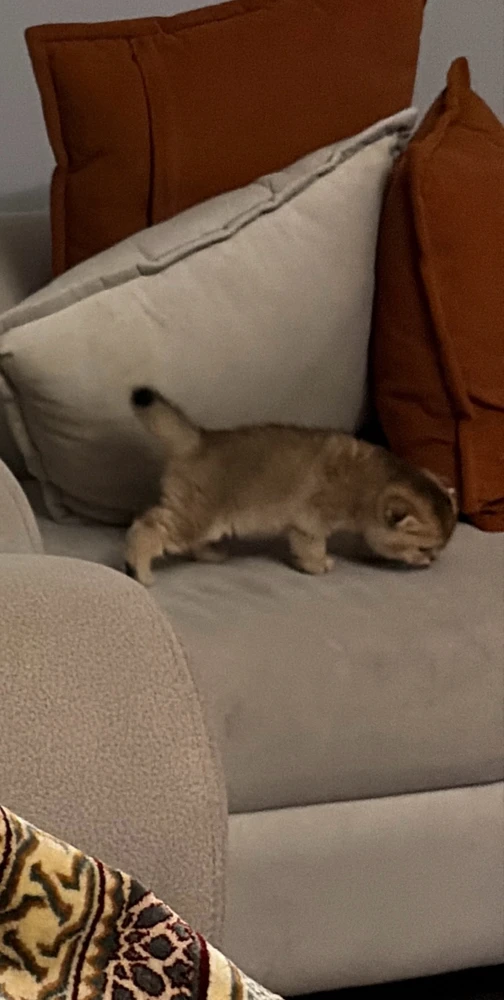 GIF качен от Abdo